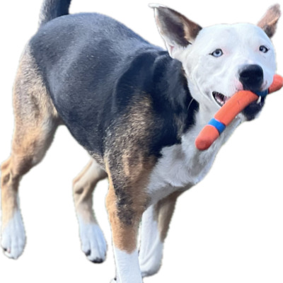 Catch Me If You Can!